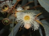 Eucalypt blossum.  Sorry, no idea of the species., possibly Cup  Gum.