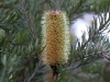 The beautiful flower of the Silver Banksia ( Banksia marginata).  We have an abundance of these Banksias on the property.