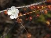 Another Climbing Sundew (Drosera macrantha) in flower.