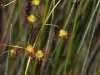 Climbing Sundew (Drosera macrantha)