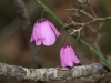 Leafless Pink-bells (Tetratheca halmaturina) widespread across our mallee and heath in late winter.