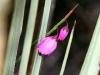 Leafless Pink-bells (Tetratheca halmaturina) emerge from the shelter of a Grass Tree.