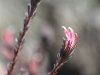 KI Silver Bush (Adenanthos macropodiana), this species with pink flowers.