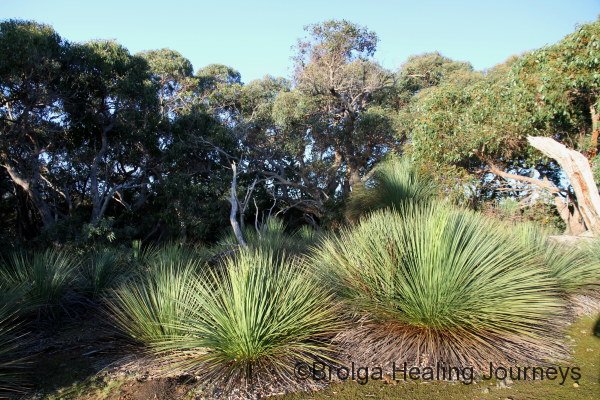 Grass Trees and eucalypts in the beautiful bush at the bottom of our main paddock.