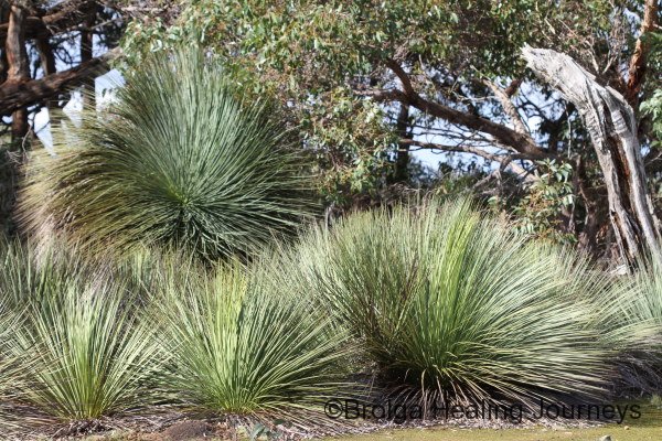 Another view of Grass Trees (Xanthorrhoea) in main paddock.