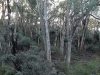 Stringy Barks lining the creek in the heritage bushland.