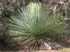 Another Xanthorrhoea