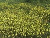 Field of Yellow Pom Pom Everlastings, Kalbarri region