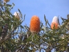 Acorn Banksia, Kalbarri National Park