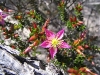 Starflower, Kalbarri National Park