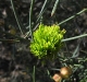 Green Melaleuca, Geraldton region