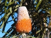Acorn Banksia, Kalbarri Ntl Pk