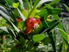 Native Fuchsia, Klbarri Ntl Pk