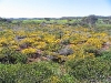Field of low Wattle north of Geraldton