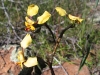 Rosy Cheeked Donkey Orchid, Geraldton district