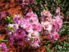 Forrest's Featherflower, Pilbara