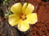 Tall Lantern Flower, Pilbara