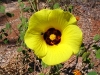 Yellow Hibiscus, Pilbara