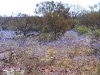 Field of Native Cornflowers, Murchison region