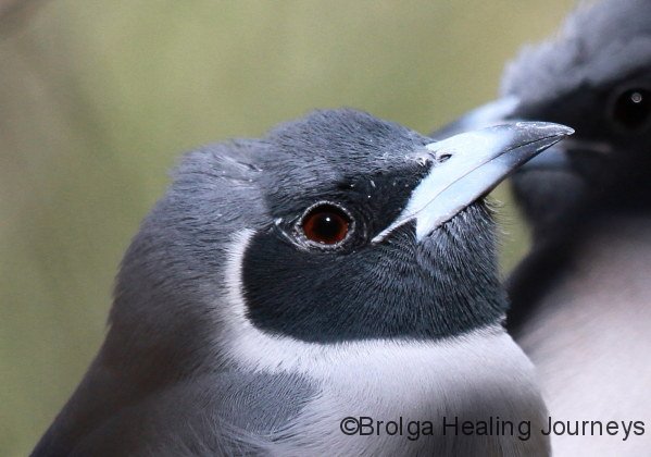Masked Woodswallow, close-up