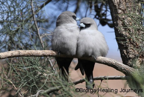 A pair of Black Faced Woodswallows - a tender moment!