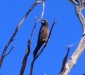 Little Woodswallow, Kalbarri Ntl Pk, WA