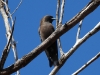 Little Woodswallow, West MacDonnells, NT
