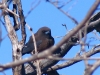 Little Woodswallow, Mt Augustus WA