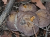 Top view of a colony of the Fleshy-pore fungi (species unidentified).  Each was about 30cm diameter.