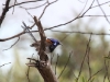 Male Blue Breasted Fairy Wren, Memory Cove Sth Aust