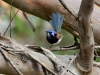 Male Blue Breasted Fairy Wren, Memory Cove Sth Aust