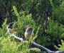 Southern Emu-Wren, West Cape Howe Ntl Pk, WA