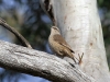 Brown Treecreeper.  They were everywhere at Yookamurra, but are struggling across Australia due to habitat loss.  Their numbers at Yookamurra show the benefits of saving old-growth forests.