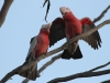 Galahs.  Breeding pairs were a common sight, taking full advantage of the tree hollows in the old growth mallee.