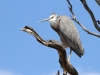 White-faced Heron, an unusual visitor to Yookamurra.