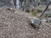 Male Malleefowl at work on its mound at Yookamurra.