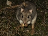 A Boodie (Burrowing Bettong) near our cottage.