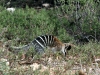 A good view of the beautiful stripes of a numbat.