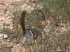 A good example of the banner-like way Numbats display their tail.