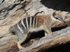This gorgeous little Numbat was a regular visitor near the accommodation buildings at Yookamurra.