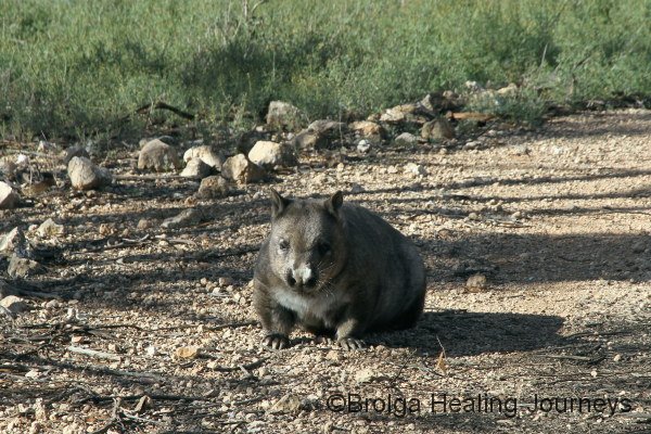Southern Hairy Nosed Wombat at Yookamurra.  The sanctuary is home to a large, healthy population of these delightful marsupials.