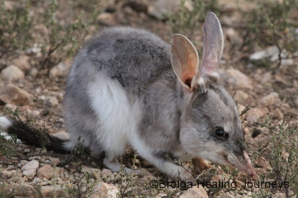 Greater Bilby at Yookamurra.  Enchanted, fragile and beautiful.