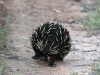 An Echidna wandering off down the road.