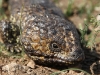 Close-up of Shingleback Lizard (or Sleepy Lizard as they are often called in South Aust). 