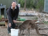 Nirbeeja feeds Josie, the 16 year old, hand-raised Western Grey Kangaroo of Yookamurra, a favourite of visiting school groups.