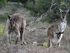 Local Western Grey Kangaroos.