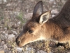 Close-up of female Western Grey Kangaroo