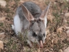 Greater Bilby at Yookamurra.  Enchanted, fragile and beautiful.