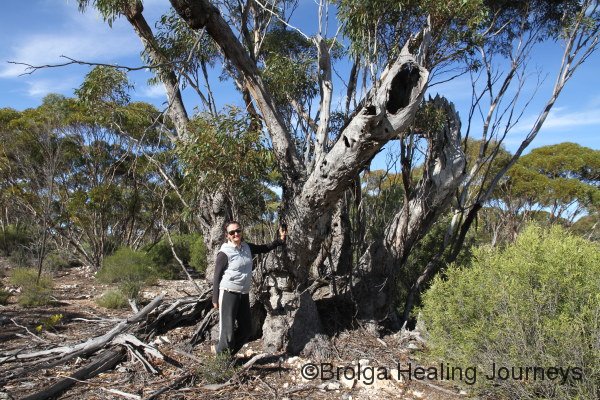 Nirbeeja at the base of the famous old Mallee tree of Yookamurra.  The tree stopped the chaining of the old-growth forest by bogging the two tractors dragging the chain. The tree, estimated to be at least 1000 years old, still bears the scars.