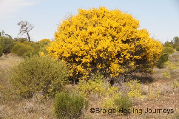 An Acacia (Wattle) in full bloom.